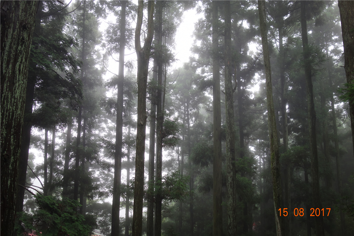 Infinite Scenery Lies at the Perilous Peak ------&lt;br&gt; A Travelogue of Lushan Mountain by Employees of TFC COMMUNICATION Co., Ltd. in Gao&#039;an